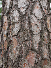 Image showing Tree bark