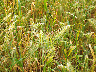 Image showing Barleycorn field