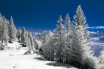 Image showing Alp trees