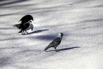 Image showing Jackdaw spirit