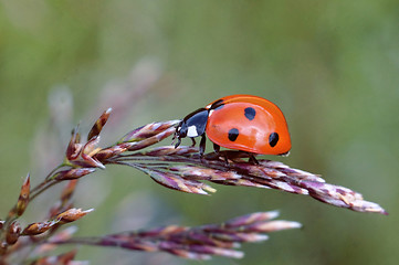 Image showing Ladybug on grass spikelet macro