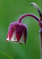 Image showing Simple meadow crimson flower macro