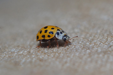 Image showing Yellow Ladybug crawling on tissue macro