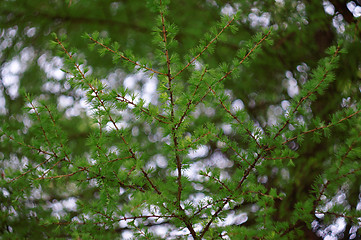 Image showing Larch branch with fresh leaves as a background