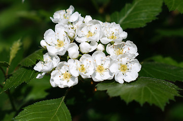 Image showing Blossoming hawthorn closeup