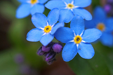 Image showing Blue flowers forget-me shot macro