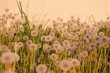 Image showing Fluffy dandelion on a background of bright light wall at sunset