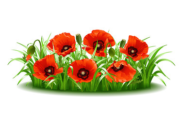 Image showing Red poppies in grass., vector