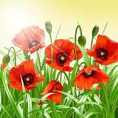 Image showing Red poppies in grass., vector