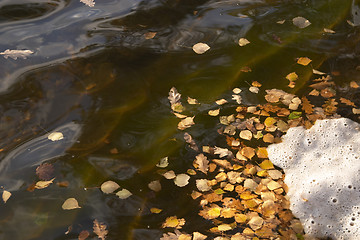 Image showing Leaves on the water