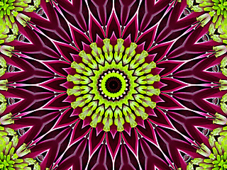 Image showing Chrysanthemum natural pattern