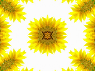 Image showing Abstract pattern of sunflower 