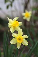 Image showing Beautiful Daffodils (Narcissus)