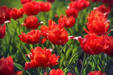 Image showing Beautiful red tulips