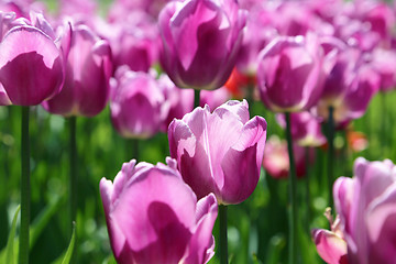 Image showing Beautiful bright tulips