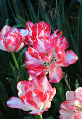 Image showing Beautiful bright tulips