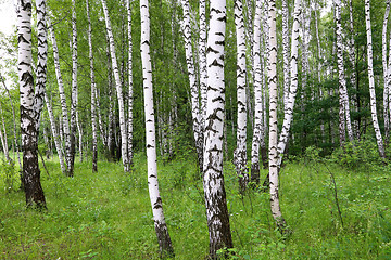 Image showing Beautiful birch trees