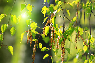 Image showing Branch of a spring birch tree 