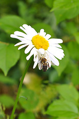 Image showing On a camomile the white spider sits and eats a bee.