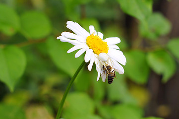 Image showing On a camomile the white spider sits and eats a bee.