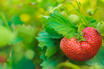 Image showing One Big Strawberry On Her Plant