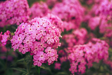 Image showing Phlox Flower