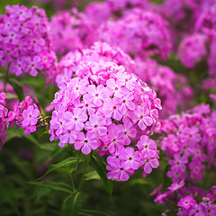 Image showing Phlox Flower