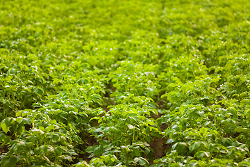 Image showing Potato Fields. Natural Product. Farm.