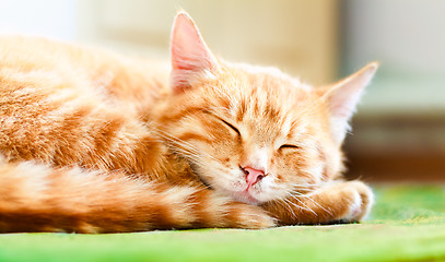 Image showing Pretty cat sleep