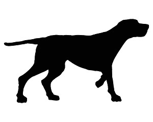 Image showing The black silhouette of a setter on white