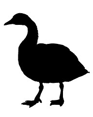 Image showing Canada goose silhouette
