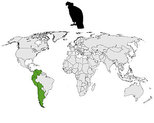 Image showing Andean Condor distribution