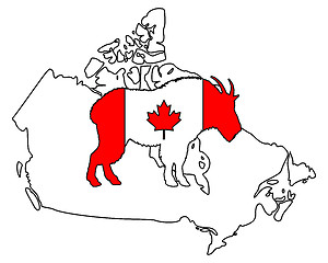 Image showing Mountain goat Canada
