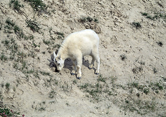 Image showing Rocky Mountain goat