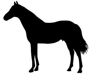 Image showing Horse silhouette