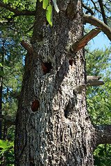 Image showing Mossy tree with many hollows