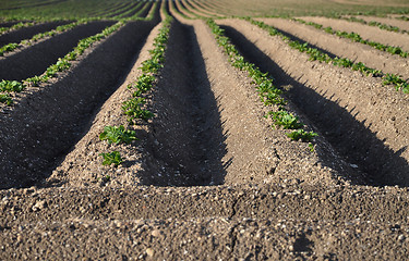 Image showing Potato field