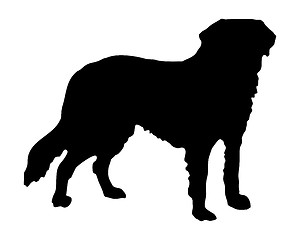 Image showing The black silhouette of a Saint Bernard dog