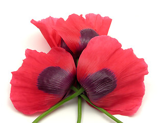 Image showing Three poppy flowers with crossed peduncles on white