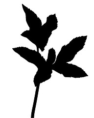 Image showing Bishops weed