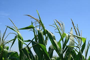 Image showing Green corn plants