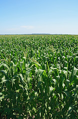 Image showing Green summer cornfield