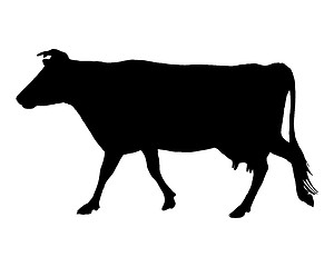 Image showing The black silhouette of a cow on white