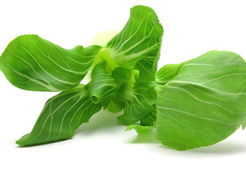 Image showing Pak choi arranged on a white background