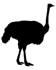 Image showing Ostrich Silhouette