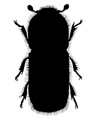 Image showing Bark-beetle silhouette