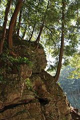 Image showing Trees growing on a rocky mountain slope