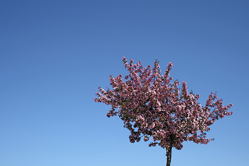 Image showing Blooming plum tree and blue sky