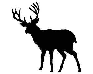 Image showing The black silhouette of a deer on white