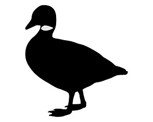 Image showing Brant goose silhouette